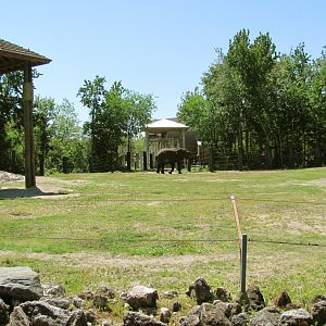 African Elephant Exhibit