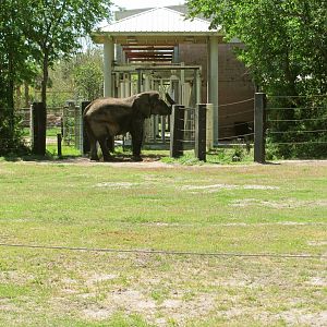 African Elephant Exhibit