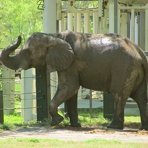 African Elephant Bull Ali