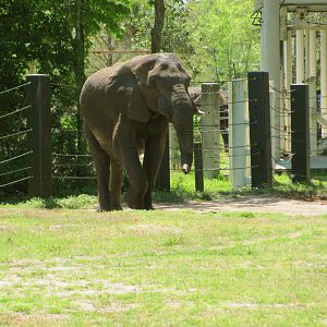 African Elephant Bull Ali