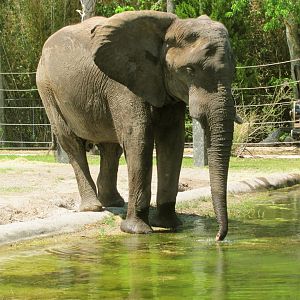 African Elephant Bull Ali