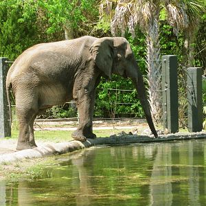 African Elephant Bull Ali