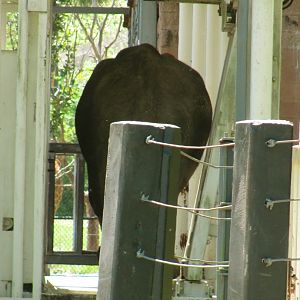 African Elephant Bull Ali In ERD (Elephant Restraint Device)
