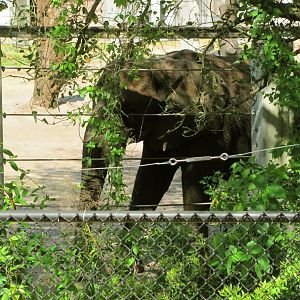 African Elephant Cow
