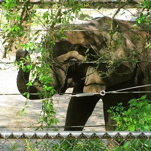 African Elephant Cow