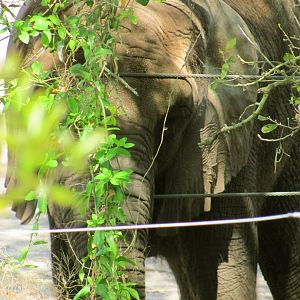 African Elephant Cow