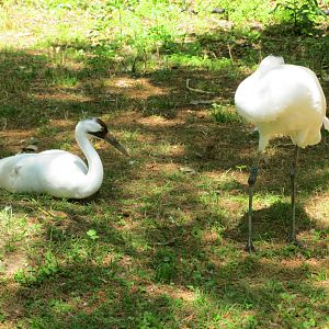 Whooping Cranes