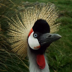 Crowned Crane Hamerton Zoo Park