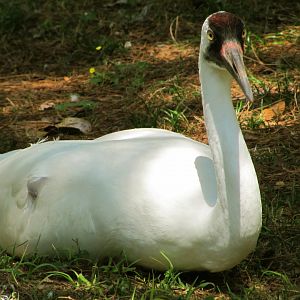 Whooping Crane