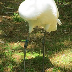 Whooping Crane Sleeping