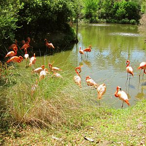 Caribbean Flamingos