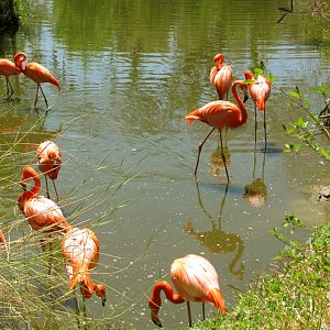 Caribbean Flamingos