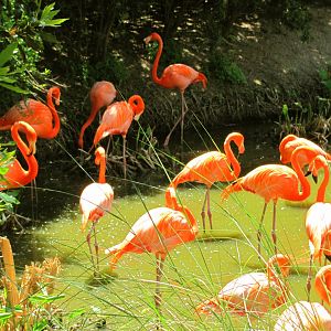 Caribbean Flamingos