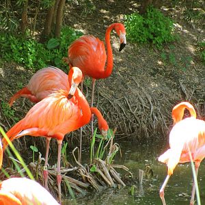 Caribbean Flamingos