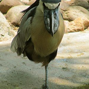 Boat-Billed Heron Front View