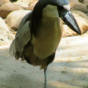 Boat-Billed Heron Side View