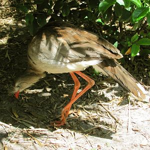 Red-Legged Seriema