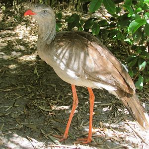 Red-Legged Seriema