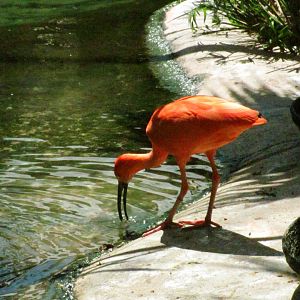 Scarlet Ibis