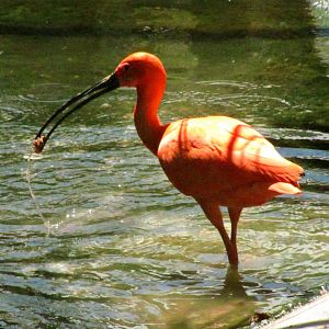 Scarlet Ibis