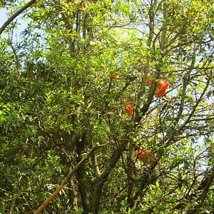 Scarlet Ibises Nesting