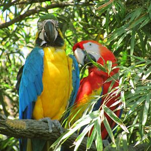 Macaws