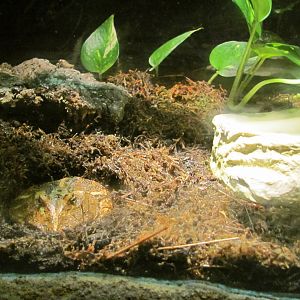 Pacman Frog Exhibit