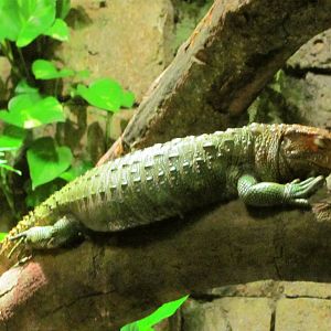 Caiman Lizard