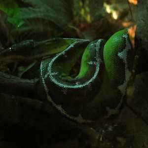 Emerald Tree Boa