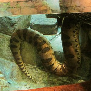 Green Anaconda