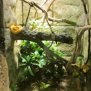 Eyelash Viper Exhibit