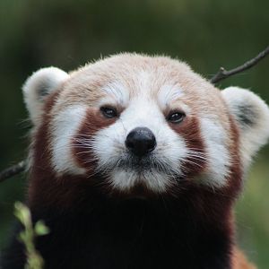 Red Panda