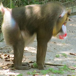 Mandrill Male