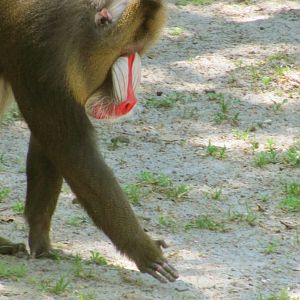 Mandrill Male