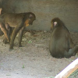 Mandrills