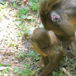 Mandrill Female & Baby