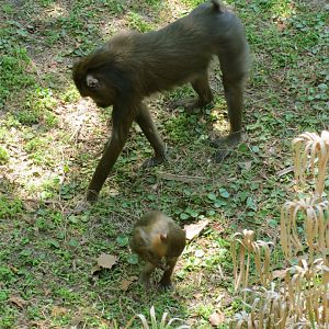 Mandrill Female & Baby