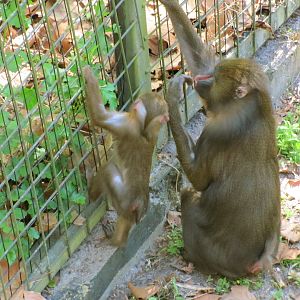 Mandrill Female & Baby