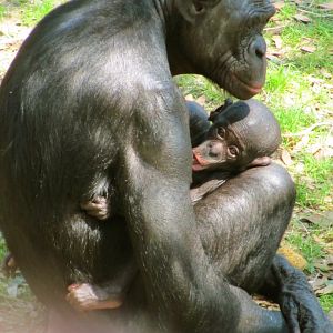 Bonobo Female & Baby