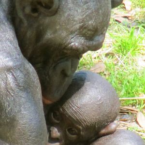 Bonobo Female & Baby
