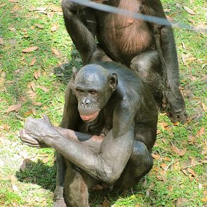 Bonobos