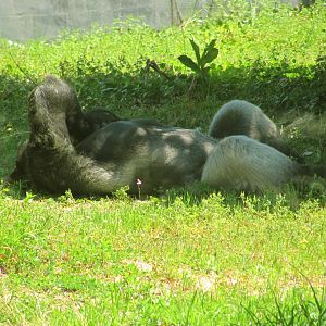 Western Lowland Gorilla Silverback Quito Sleeping