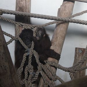 Borneo orang utan with baby