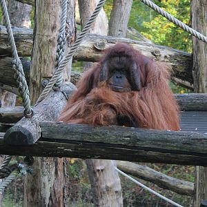Adult male Borneo orang utan