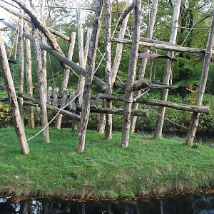 Another Orang utan island