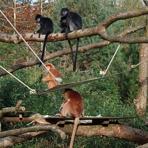 Javan langur family