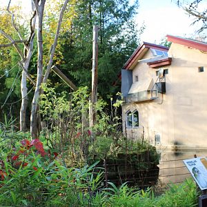 Lion-tailed macaque - Northern talapoin house