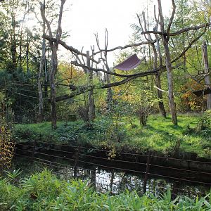 Northern talapoin island