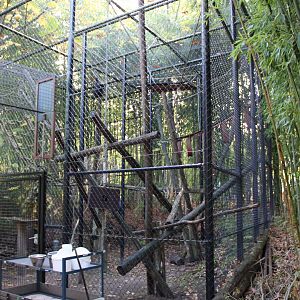 Temporarily enclosure White-cheeked gibbon