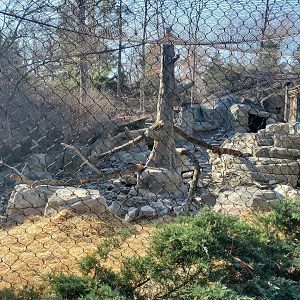 Jan. 2020 - Cat Canyon - Added Mock Tree, Stream, & Rocks (Snow Leopard Exhibit)
